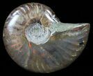 Flashy Red Iridescent Ammonite - Wide #59903-1